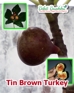 jual bibit buah tin brown turkey