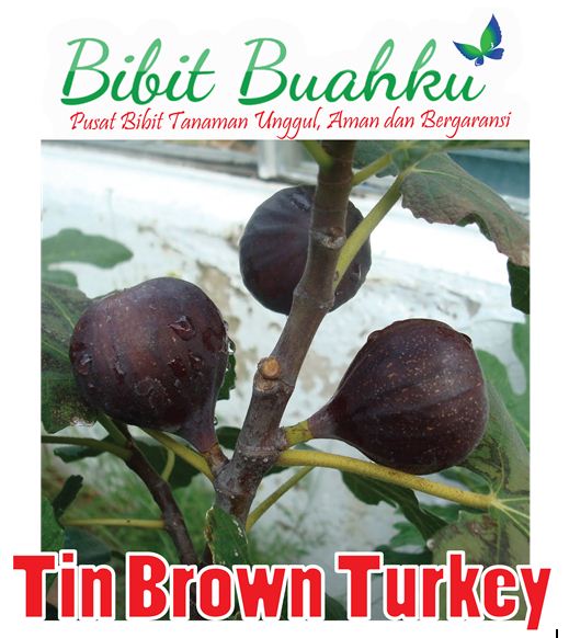 Bibit Buah Tin Brown Turkey