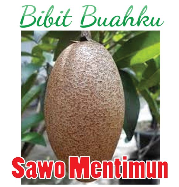 Bibit Sawo Mentimun