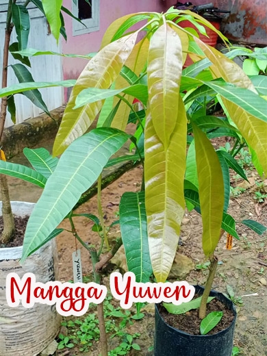 ciri-ciri daun mangga yuwen