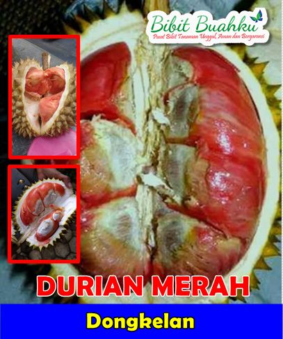 Durian merah Dongkelan