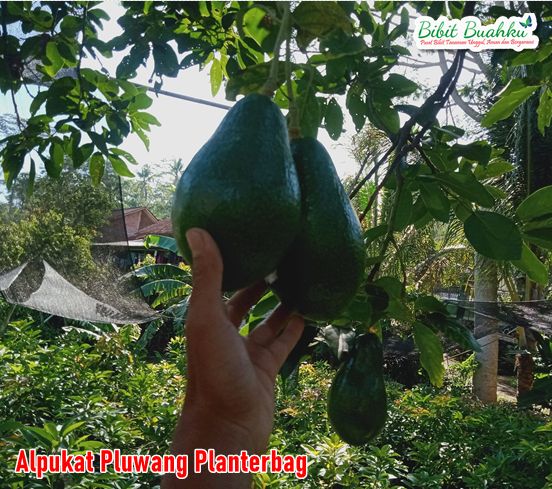 Jual Bibit Alpukat Pluwang Planterbag 1