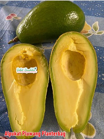 Jual Bibit Alpukat Pluwang Planterbag 2