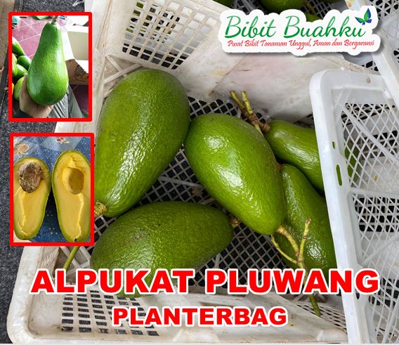 Jual Bibit Alpukat Pluwang Planterbag