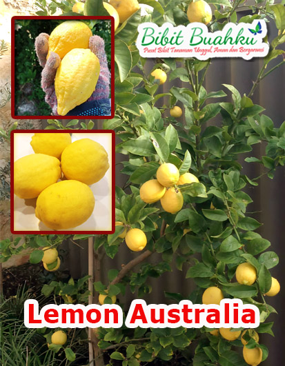 Manfaat lemon australia