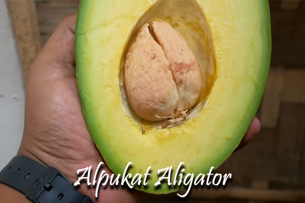 daging buah alpukat aligator