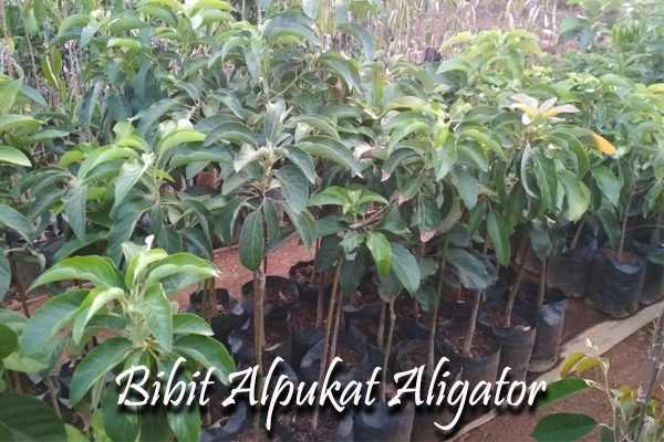 bibit alpukat aligator