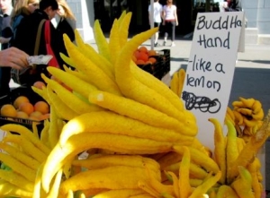 gambar buah lemon jari budha