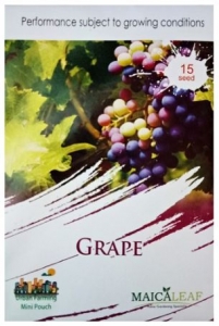 gambar benih anggur