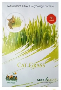 gambar benih rumput kucing