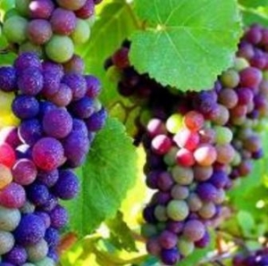 gambar buah anggur banyak warna