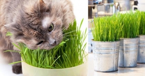 gambar cat grass