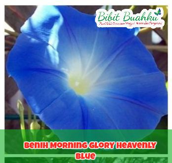 gambar Benih Morning Glory Heavenly Blue