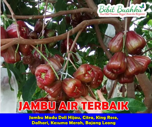Bibit Jambu Air Terbaik