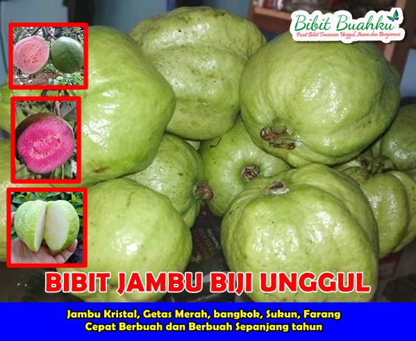Bibit Jambu Biji Unggul