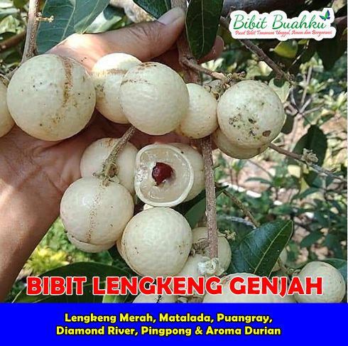 Jual Bibit Lengkeng Genjah