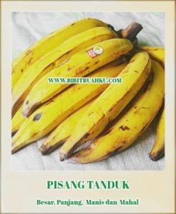 gambar bibit buah pisang tanduk