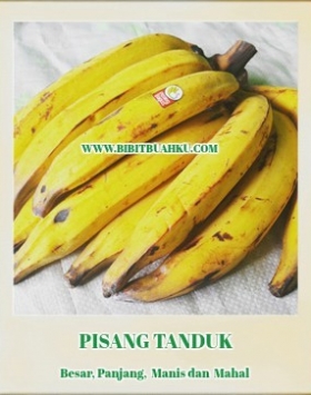 Jual Bibit Pisang Tanduk Bibit Buahku