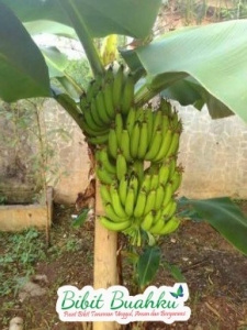 gambar pohon pisang