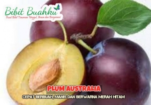 gabar buah plum australia