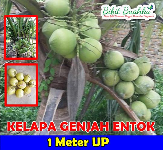 Kelapa Genjah Entok 1 Meter UP