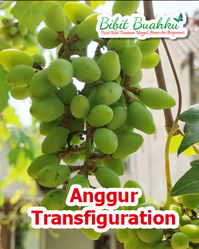 bibit anggur transfiguration