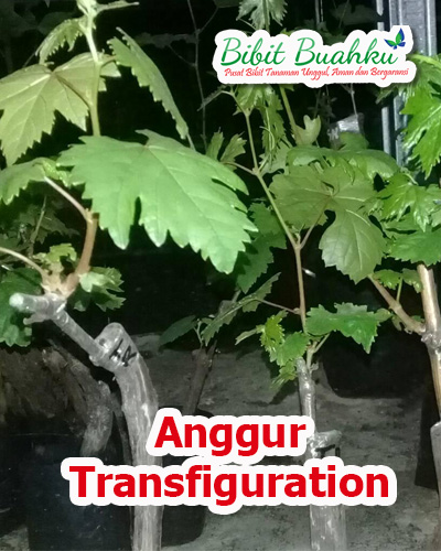 jual bibit anggur transfiguration