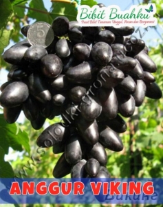 buah anggur viking