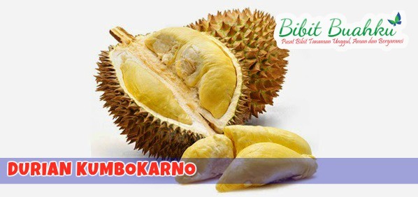 bibit durian kumbokarno