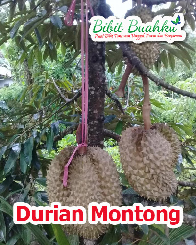 jual bibit durian montong unggul