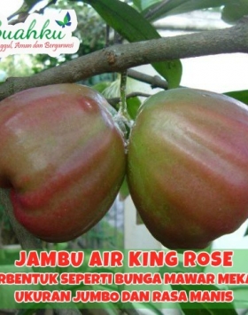Jambu king rose