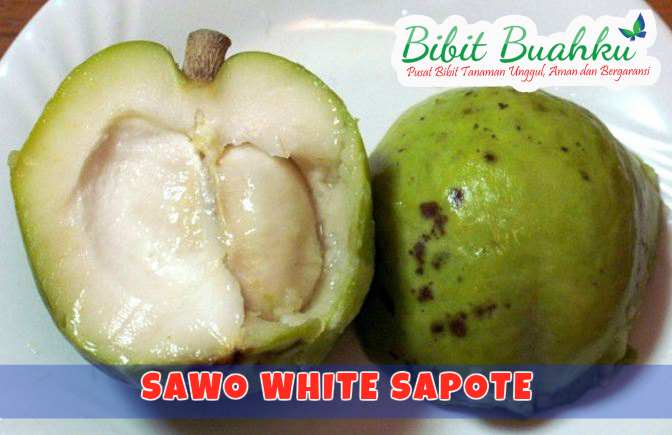 gambar buah sawo white sapote