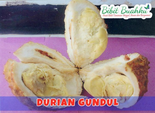 durian gundul
