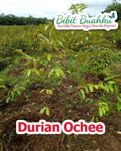 ciri-ciri durian ochee