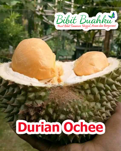 jual bibit durian ochee unggul