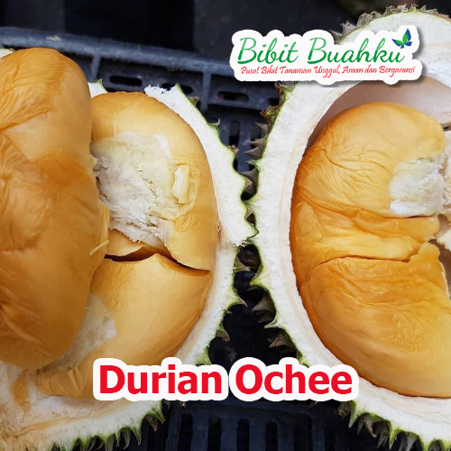 keunggulan durian ochee