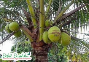 bibit kelapa wulung