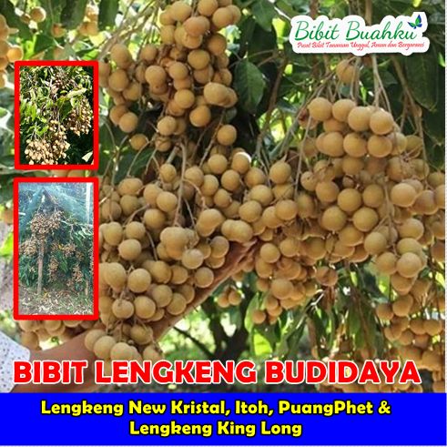 Jual Bibit Lengkeng Budidaya