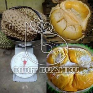 gambar buah durian bawor