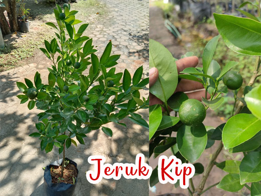 bibit jeruk kip bibit jeruk mandarin