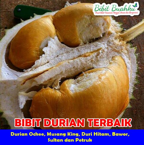 Bibit Durian Terbaik