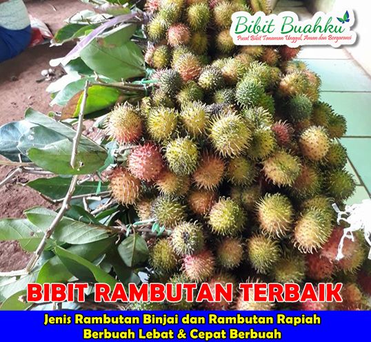 Bibit Rambutan Unggul