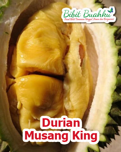 bibit durian musang king