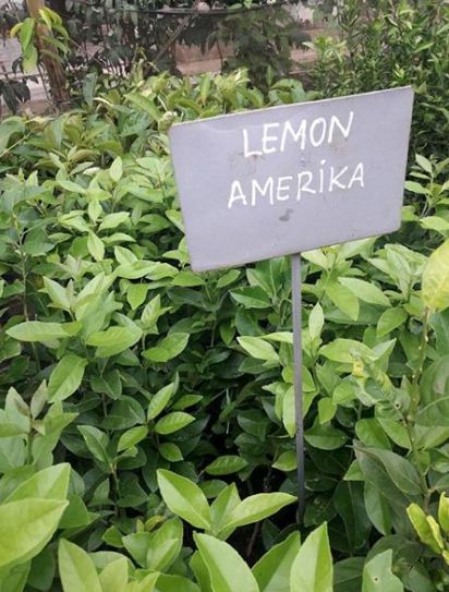 bibit lemon amerika