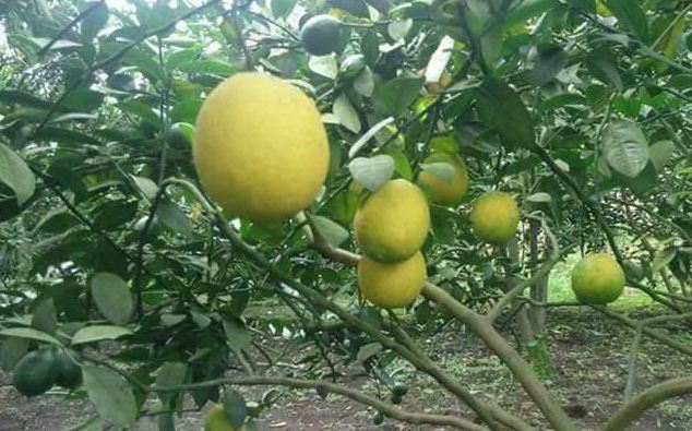 pohon lemon amerika