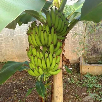 bibit pisang