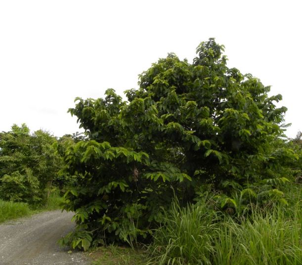 pohon srikaya durian