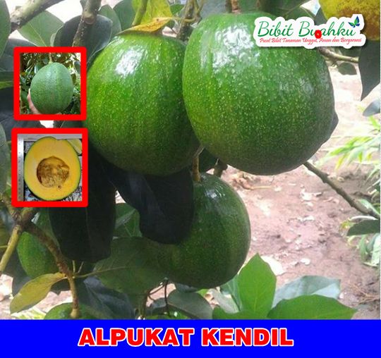 Alpukat Kendil 1