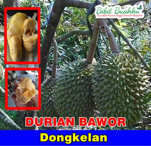DUrian Bawor Dongkelan