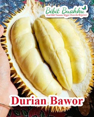 jual bibit durian bawor unggul